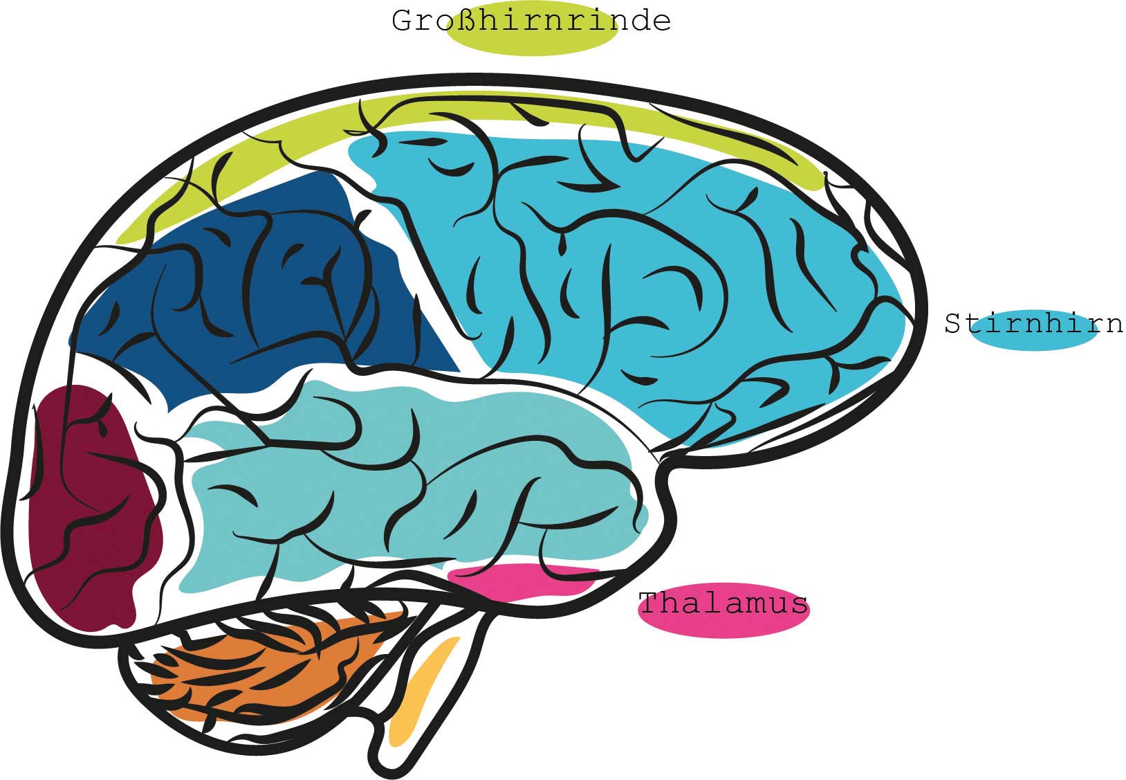 Gehirn
